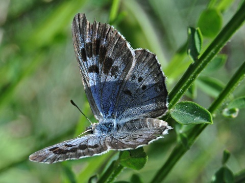 Large Blue (Phengaris arion)