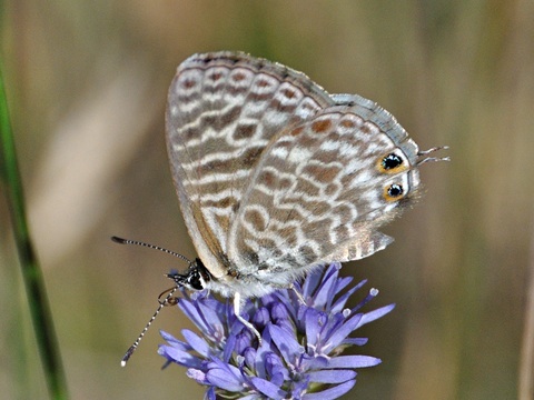 Lang's Short-tailed Blue (Leptotes pirithous)