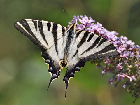 Southern Scarce Swallowtail (Iphiclides feisthamelii)