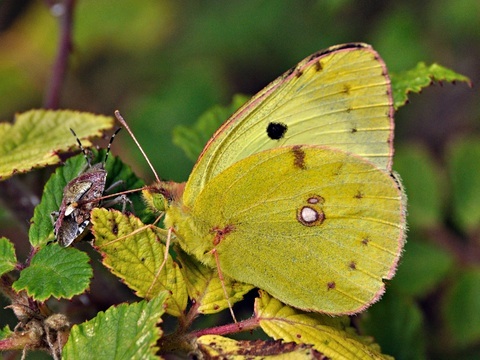 Berger's Clouded Yellow (Colias alfacariensis)