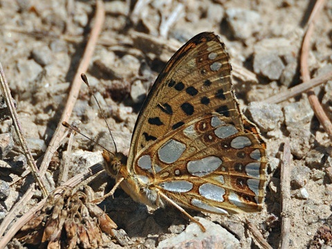 Mirallets (Issoria lathonia)