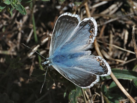 Chalkhill Blue (Polyommatus coridon)