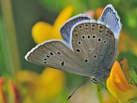 Amanda's Blue (Polyommatus amandus)
