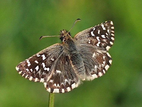 Southern grizzled skipper (Pyrgus malvoides)