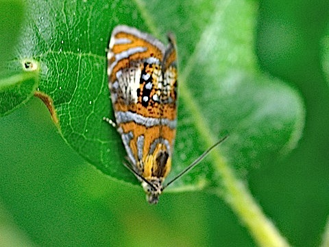 Pracht-Wickler (Olethreutes arcuella)