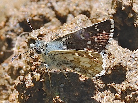 Rundfleckiger Wrfeldickkopf (Pyrgus serratulae)