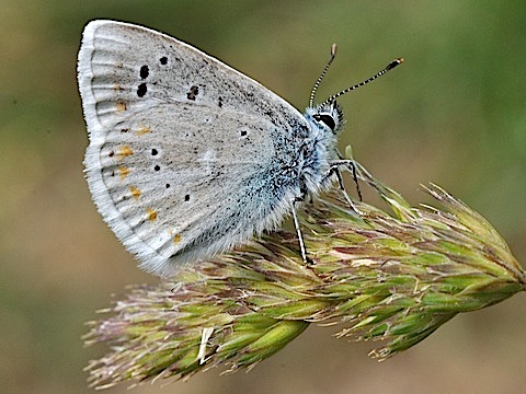 Turkooisblauwtje (Polyommatus dorylas)
