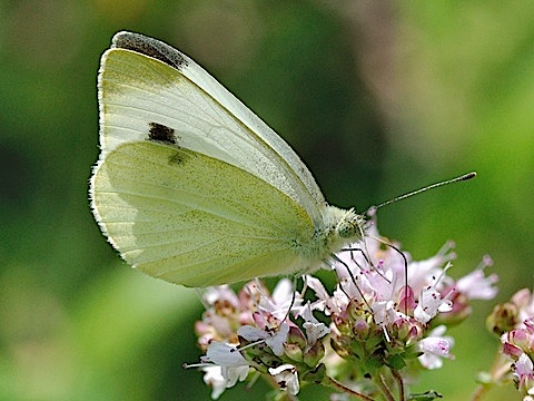 Southern Small White (Pieris mannii)