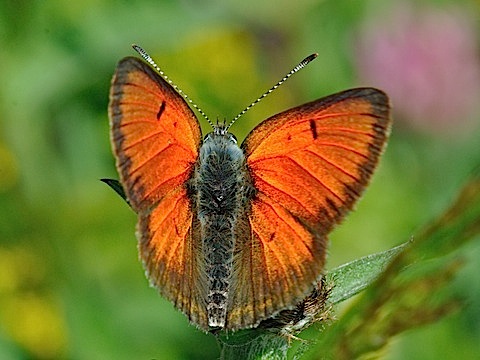 Lilagold-Falter (Lycaena hippothoe)