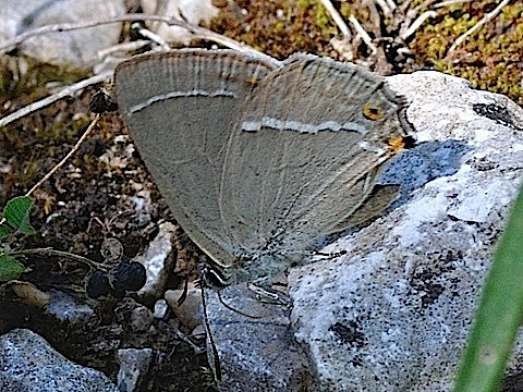 Blauer Eichen-Zipfelfalter (Favonius quercus)