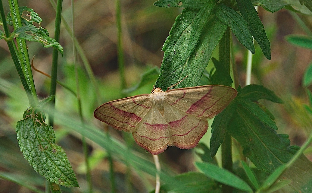 Foto A026458, © Adriaan van Os, Corsavy 03-07-2016, H�he 800 m, Rhodostrophia vibicaria