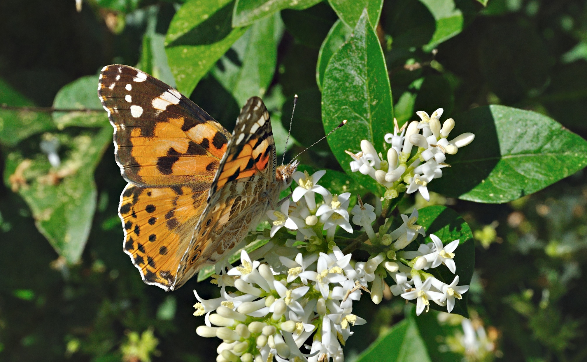 Foto A027736, © Adriaan van Os, Corsavy 06-07-2016, H�he 800 m, Vanessa cardui