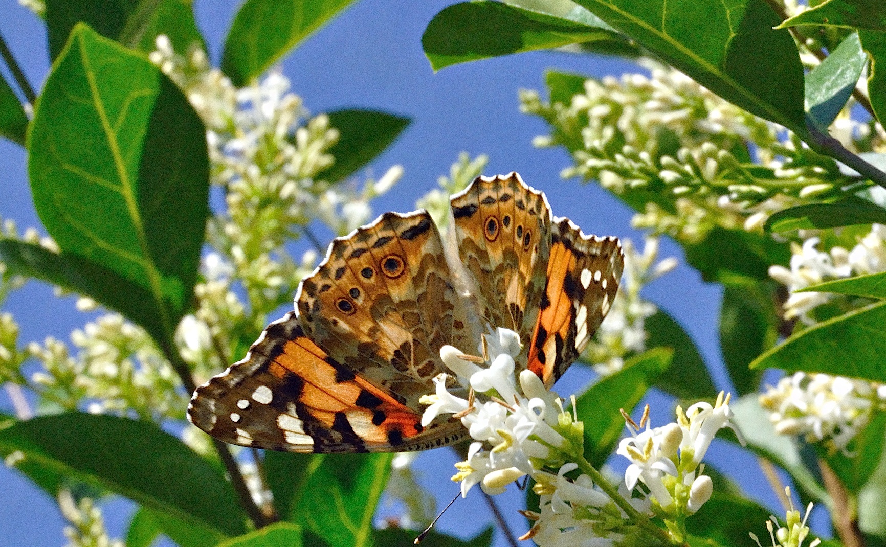 Foto A028266, © Adriaan van Os, Corsavy 06-07-2016, H�he 800 m, Vanessa cardui