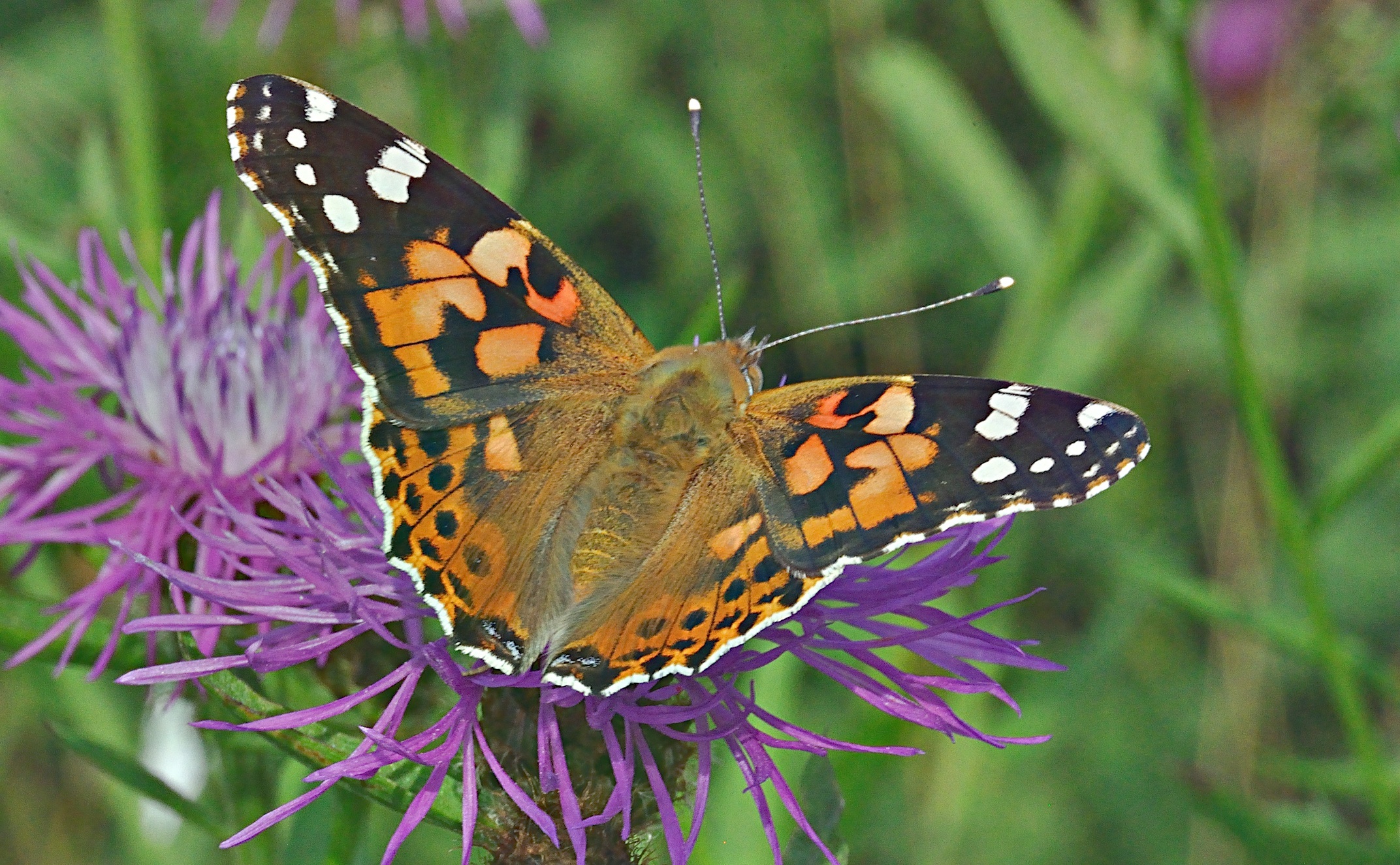 foto A029013, © Adriaan van Os, Aalten 27-07-2016, Vanessa cardui