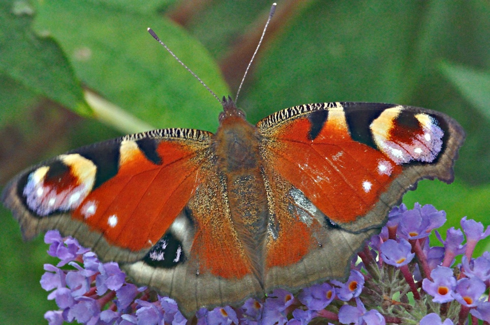Foto A029490, © Adriaan van Os, Aalten (auch wahrgenommen in Corsavy-Montferrer) 27-07-2016, Aglais io