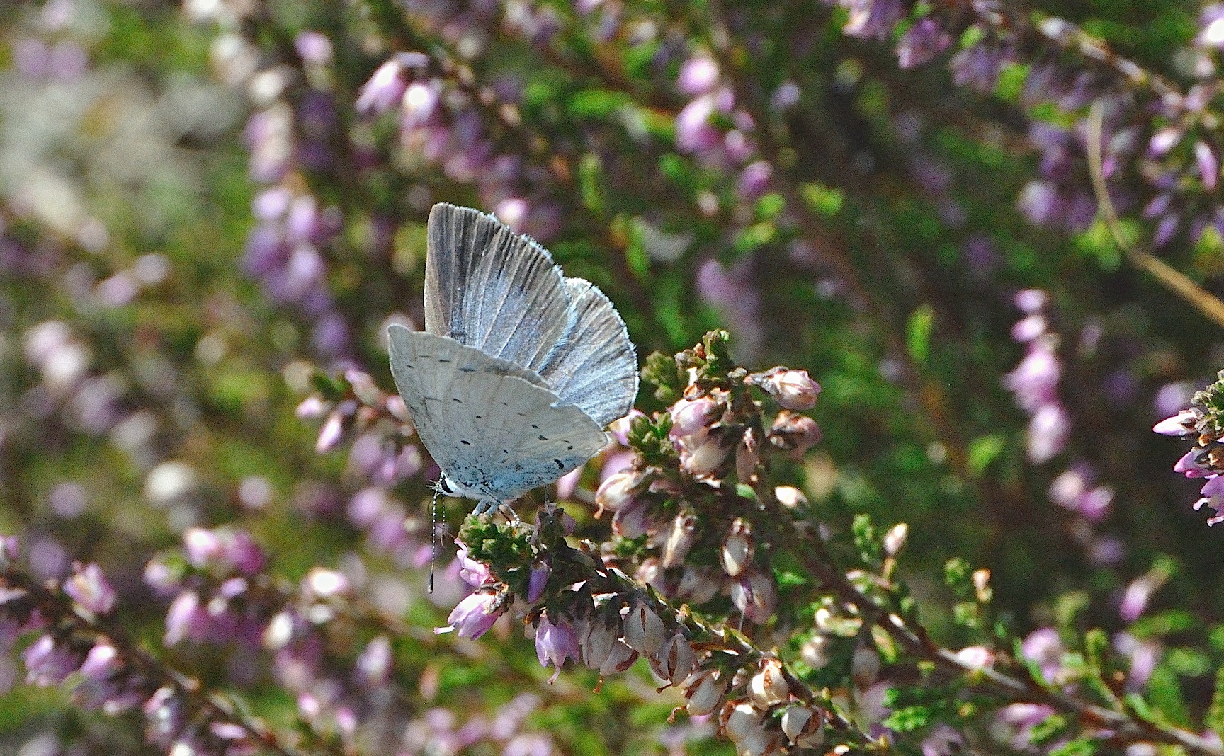 foto A029832, © Adriaan van Os, Corsavy 19-09-2016, altitud 800 m, ♀ Celastrina argiolus