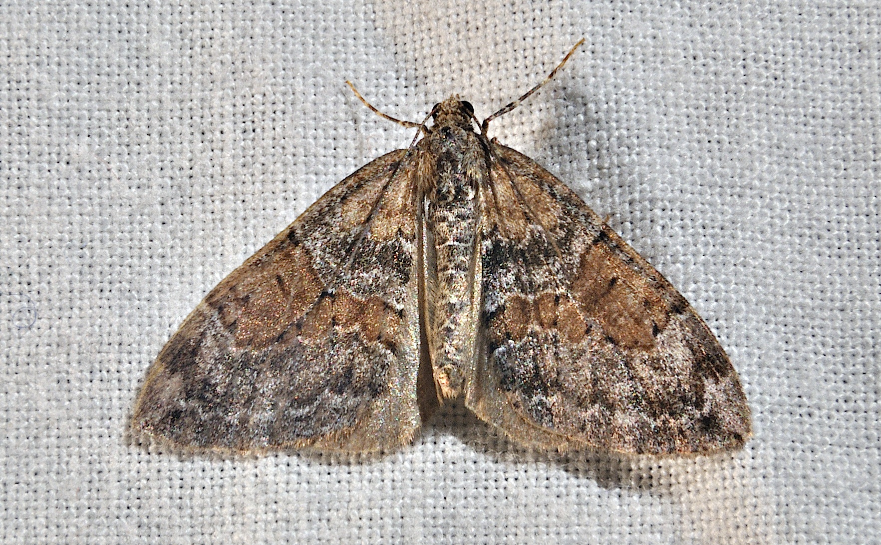 foto A030482, © Adriaan van Os, Corsavy 03-10-2016, altitud 800 m, Thera obeliscata