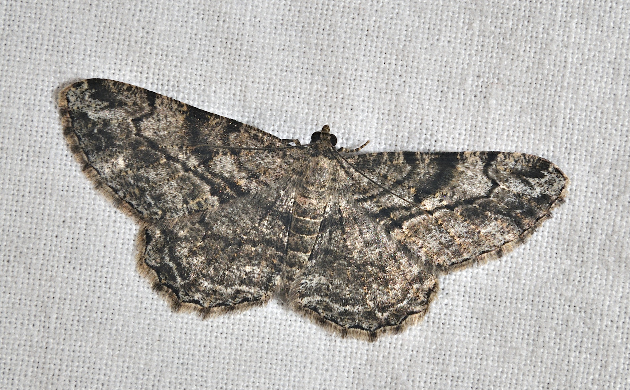 photo A030497, © Adriaan van Os, Corsavy 03-10-2016, altitude 800 m, ♀ Peribatodes rhomboidaria