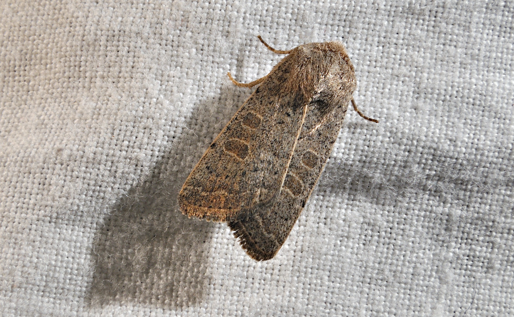 foto A030536, © Adriaan van Os, Corsavy 03-10-2016, hoogte 800 m, Hoplodrina ambigua