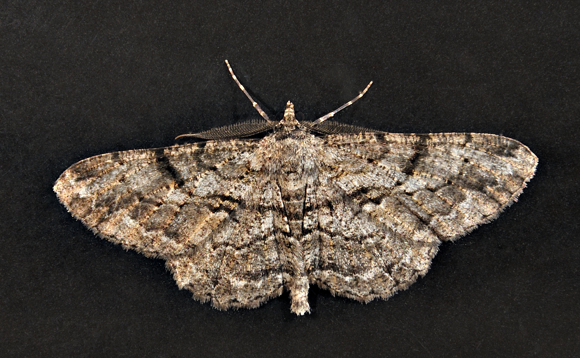 photo A030615, © Adriaan van Os, Corsavy 03-10-2016, altitudo 800 m, ♂ Peribatodes secundaria