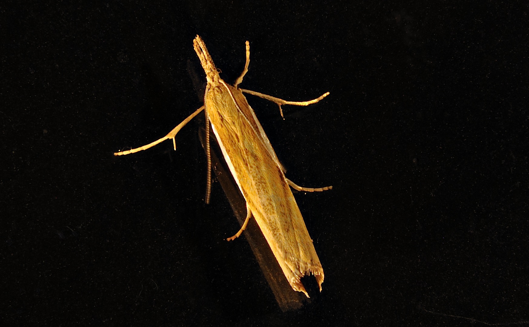 photo A030685, © Adriaan van Os, Corsavy 03-10-2016, altitudo 800 m, Agriphila tristella