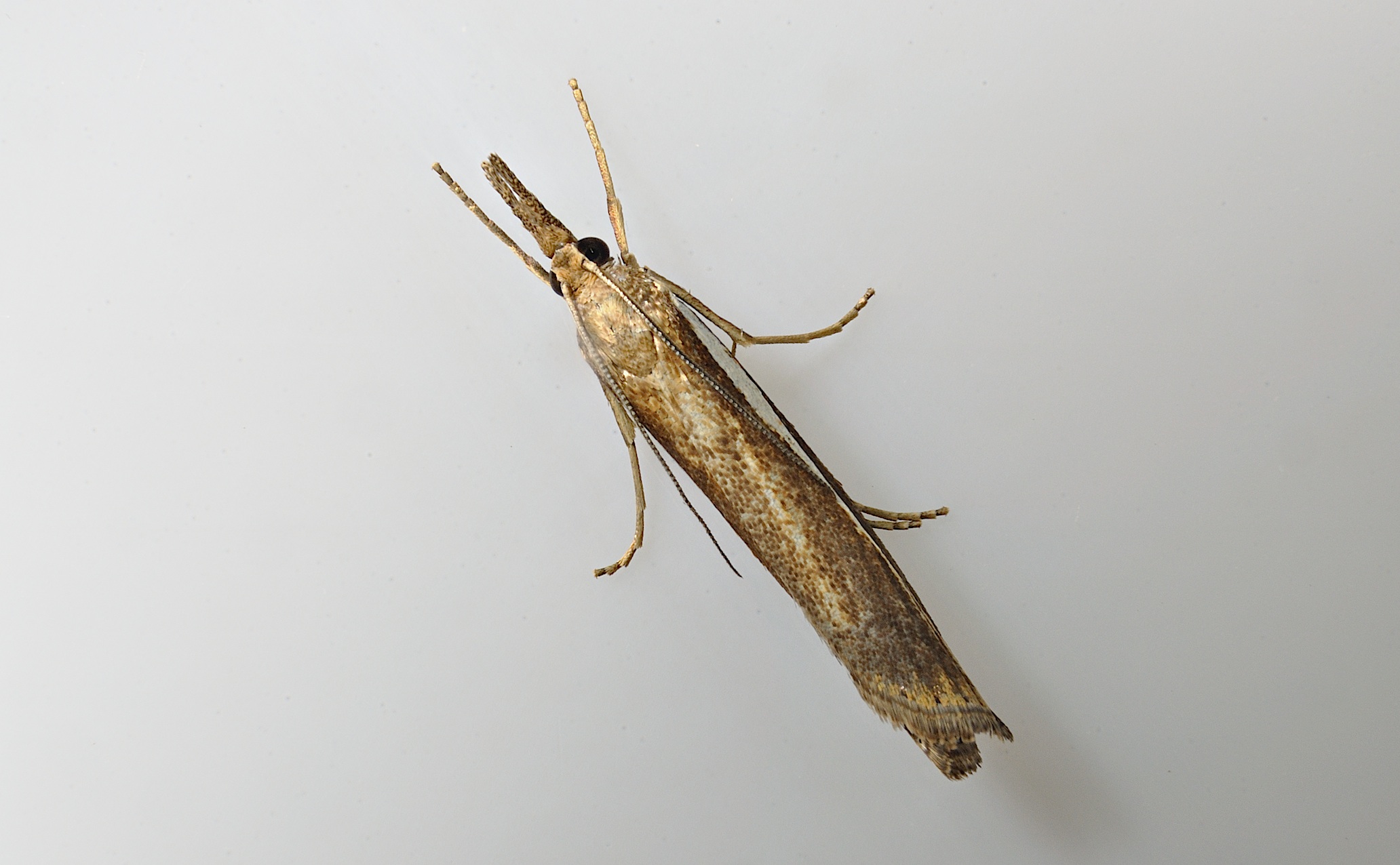 foto A031866, © Adriaan van Os, Corsavy 18-10-2016, altitud 800 m, Agriphila tristella ?