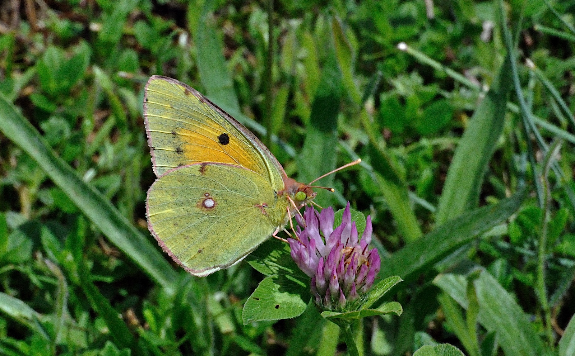 foto A036301, © Adriaan van Os, Corsavy 06-06-2017, altitud 800 m, ♀ Colias croceus