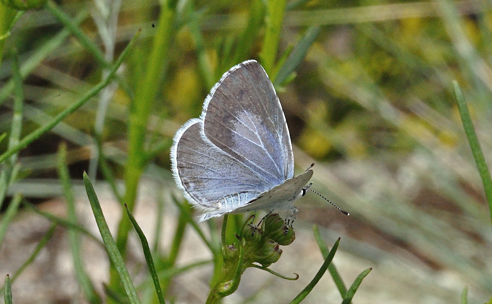 foto A036359, © Adriaan van Os, Corsavy 06-06-2017, altitud 800 m, ♀ Celastrina argiolus