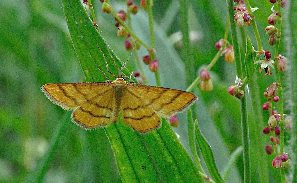 foto A036410, © Adriaan van Os, Corsavy 07-06-2017, altitud 800 m, Idaea aureolaria