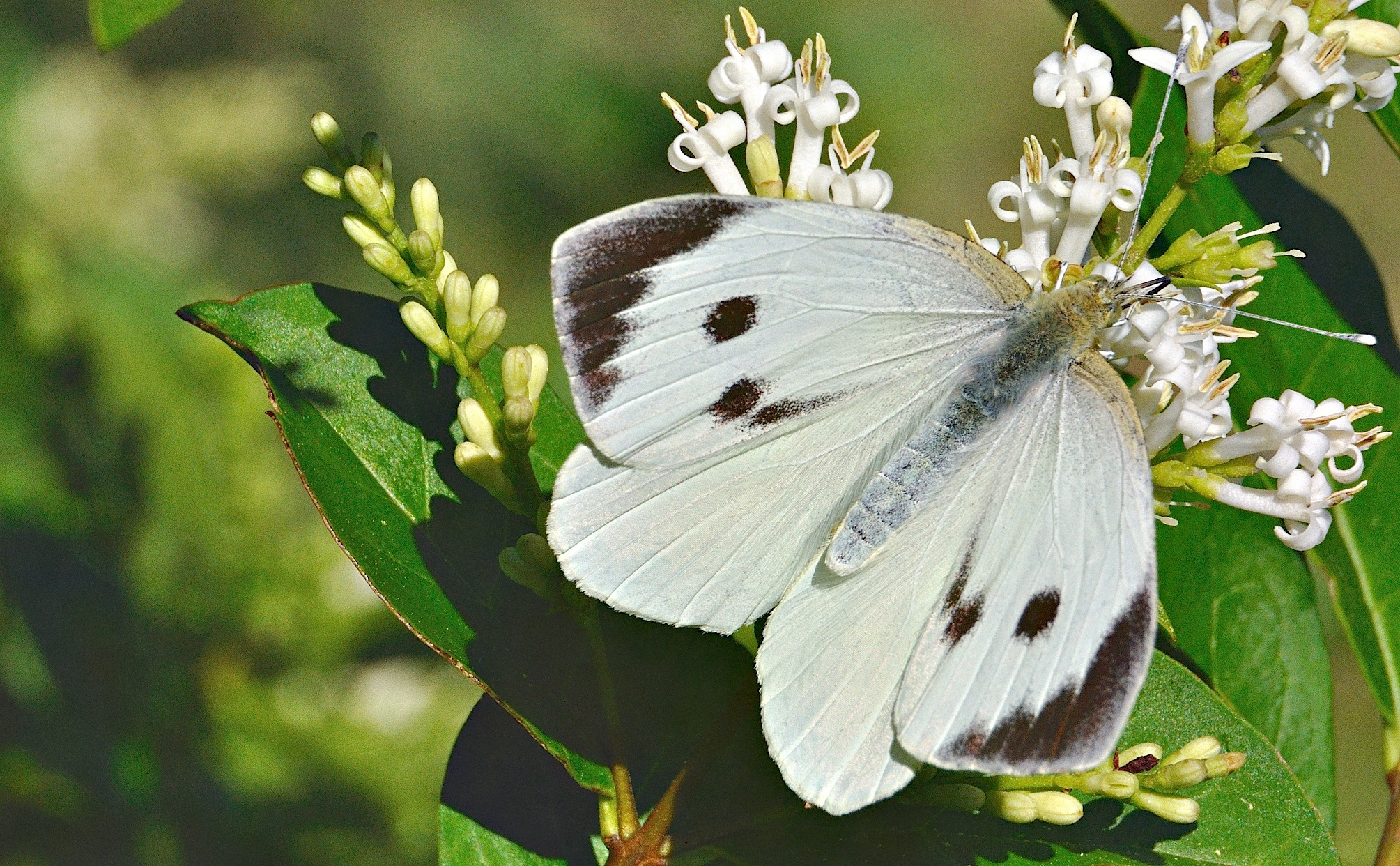 photo A036506, © Adriaan van Os, Corsavy 08-06-2017, altitudo 800 m, ♀ Pieris brassicae