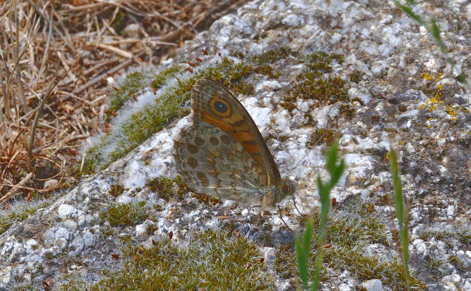 photo A036651, © Adriaan van Os, Corsavy 09-06-2017, altitudo 800 m, Lasiommata megera