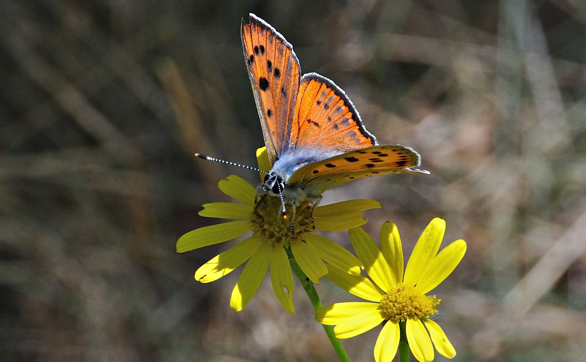 photo A036854, © Adriaan van Os, Corsavy 10-06-2017, altitude 800 m, ♀ Lycaena alciphron