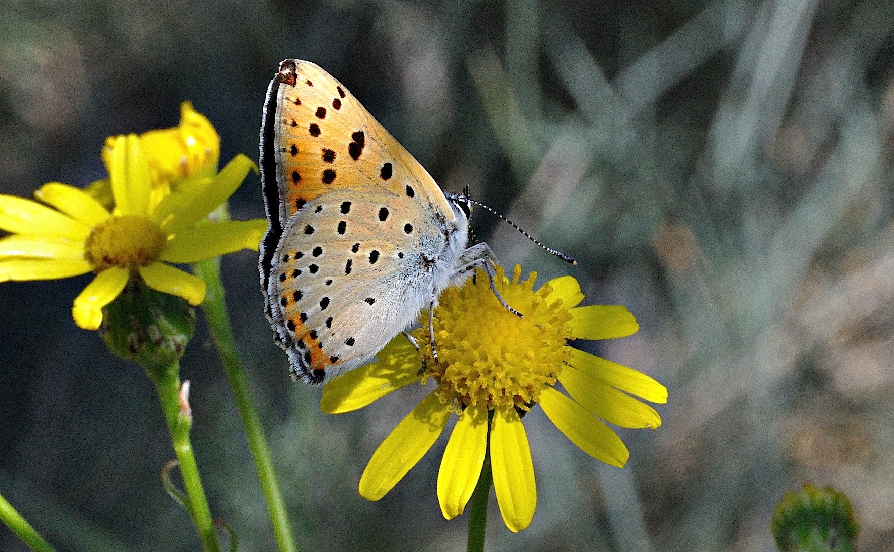 Foto A036983, © Adriaan van Os, Corsavy 10-06-2017, H�he 800 m, ♀ Lycaena alciphron