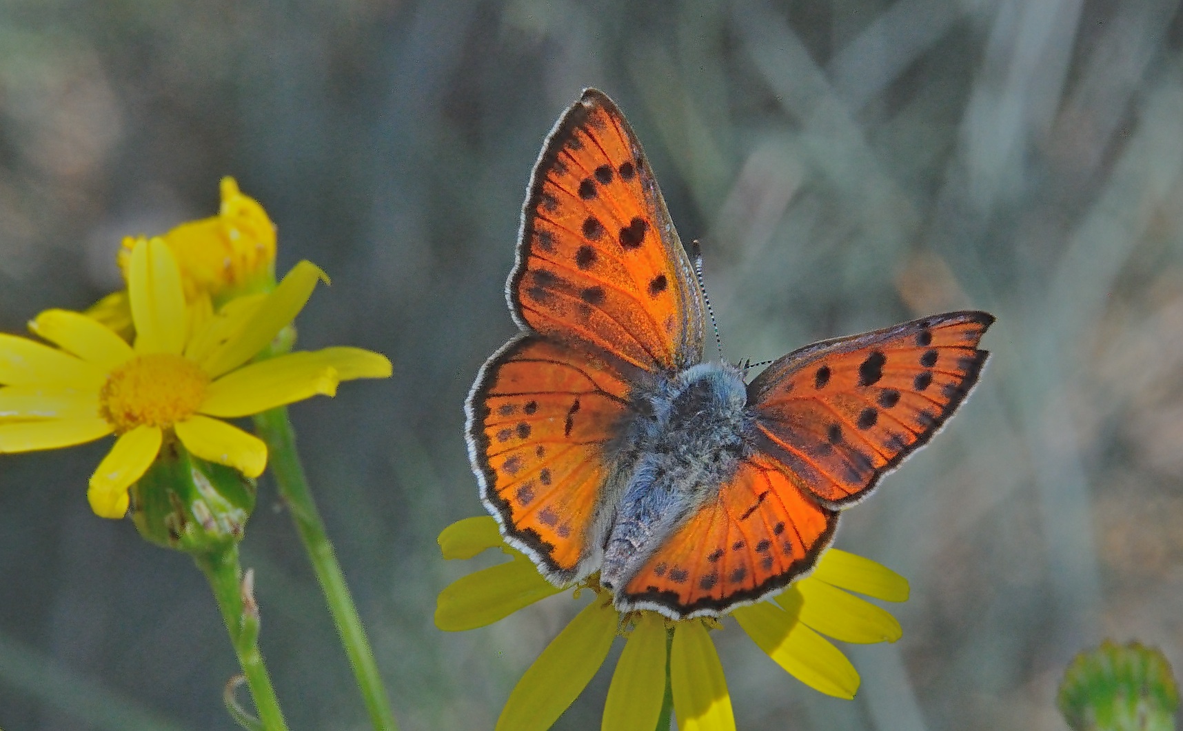 foto A037004, © Adriaan van Os, Corsavy 10-06-2017, altitud 800 m, ♂ Lycaena alciphron