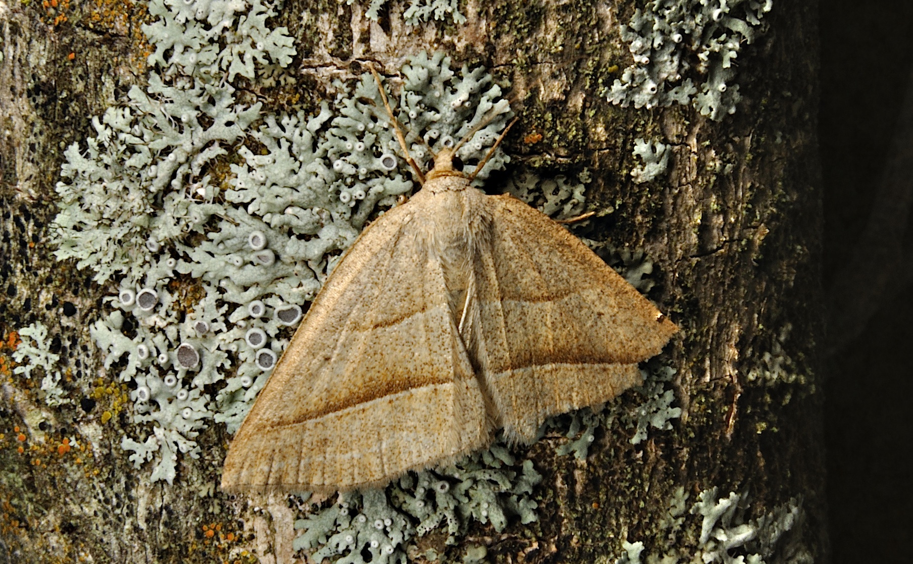 photo A037071, © Adriaan van Os, Corsavy 10-06-2017, altitude 800 m, Petrophora chlorosata, endommag�