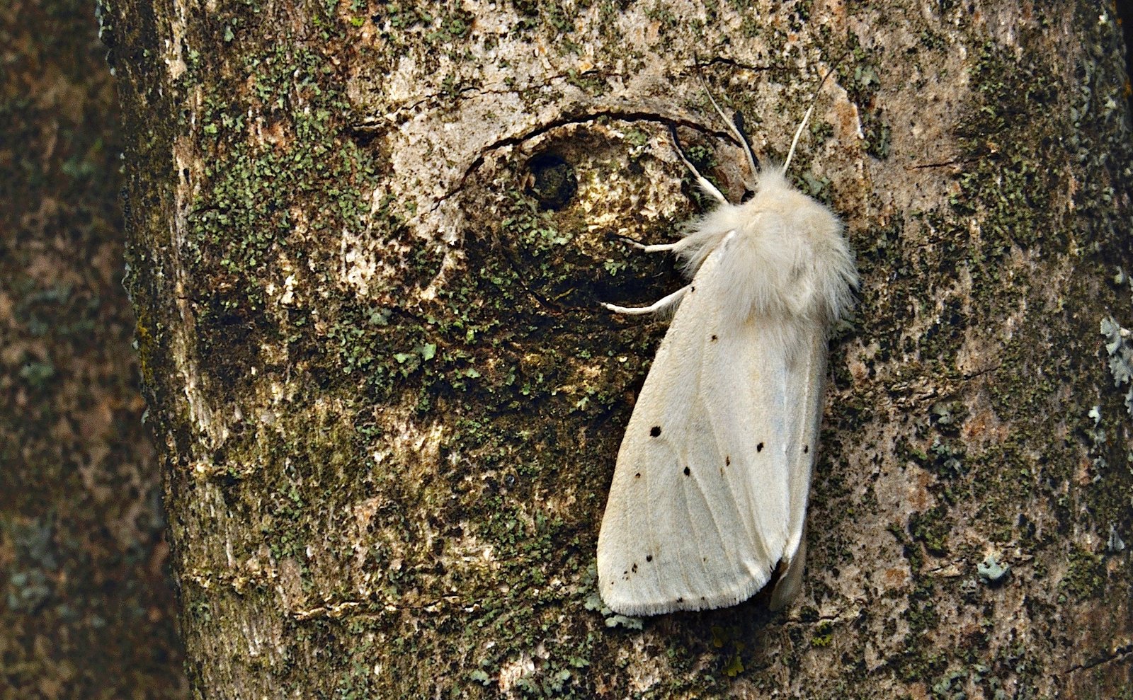 photo A037086, © Adriaan van Os, Corsavy 10-06-2017, altitude 800 m, ♀ Spilosoma lubricipeda