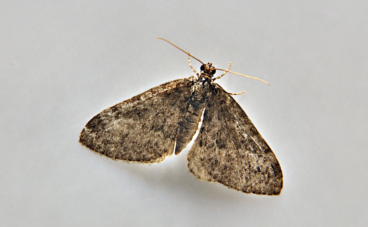 Foto A037144, © Adriaan van Os, Corsavy 10-06-2017, H�he 800 m, Perizoma affinitata ?