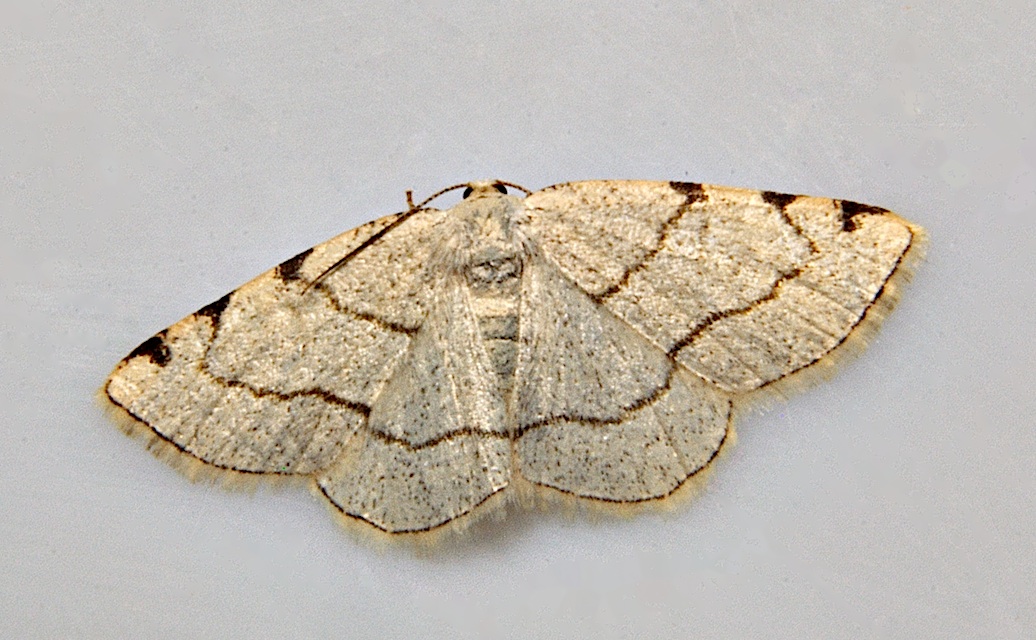 Foto A037218, © Adriaan van Os, Corsavy 10-06-2017, H�he 800 m, Stegania trimaculata