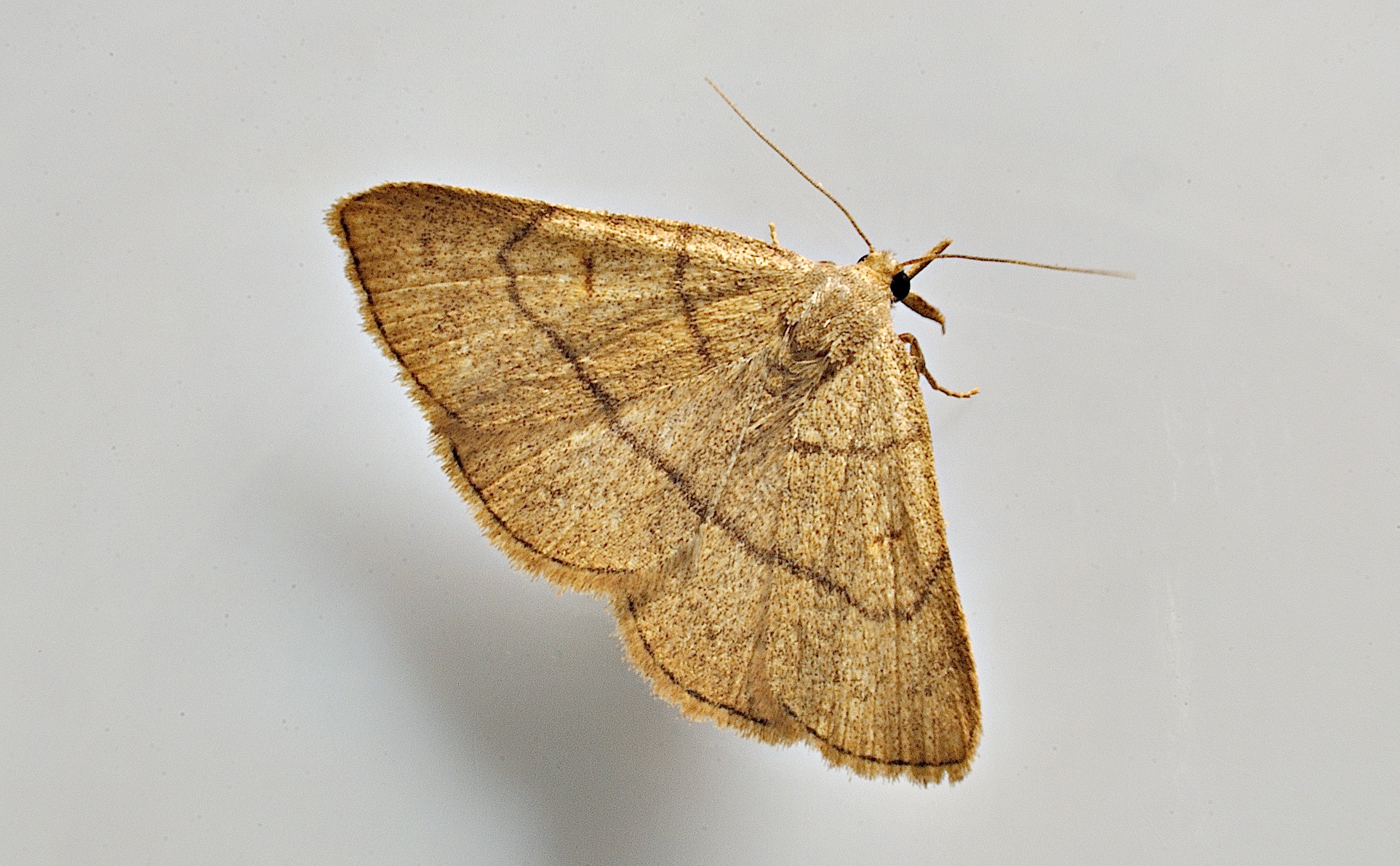 photo A037258, © Adriaan van Os, Corsavy 10-06-2017, altitude 800 m, Paracolax tristalis