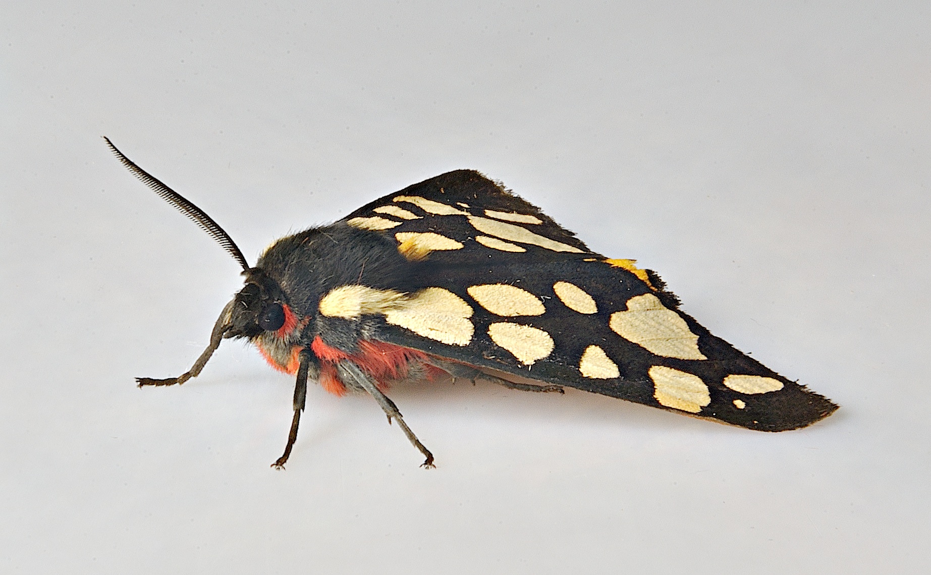 photo A037336, © Adriaan van Os, Corsavy 11-06-2017, altitude 800 m, Arctia villica