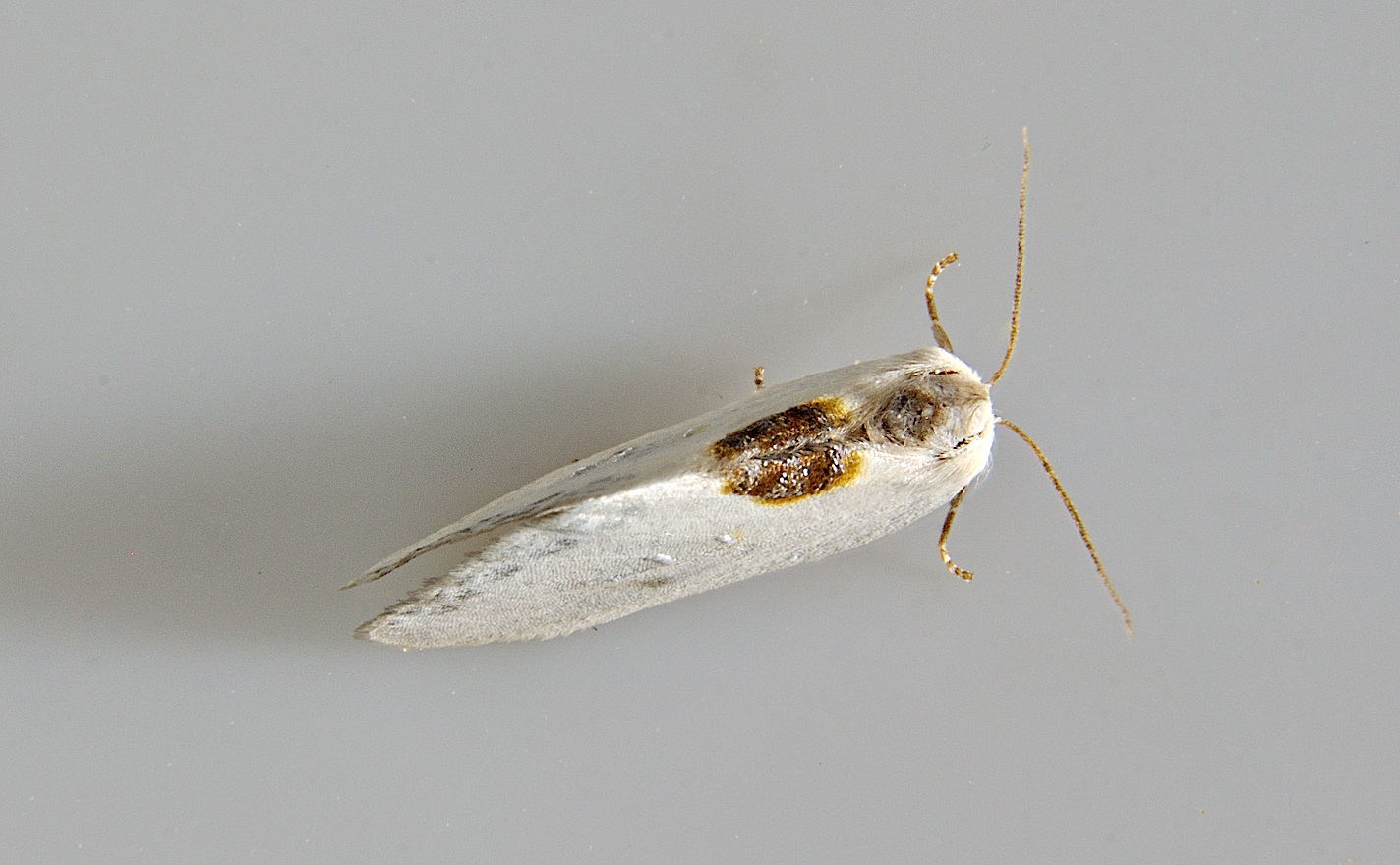 foto A037364, © Adriaan van Os, Corsavy 11-06-2017, altitud 800 m, Cilix hispanica
