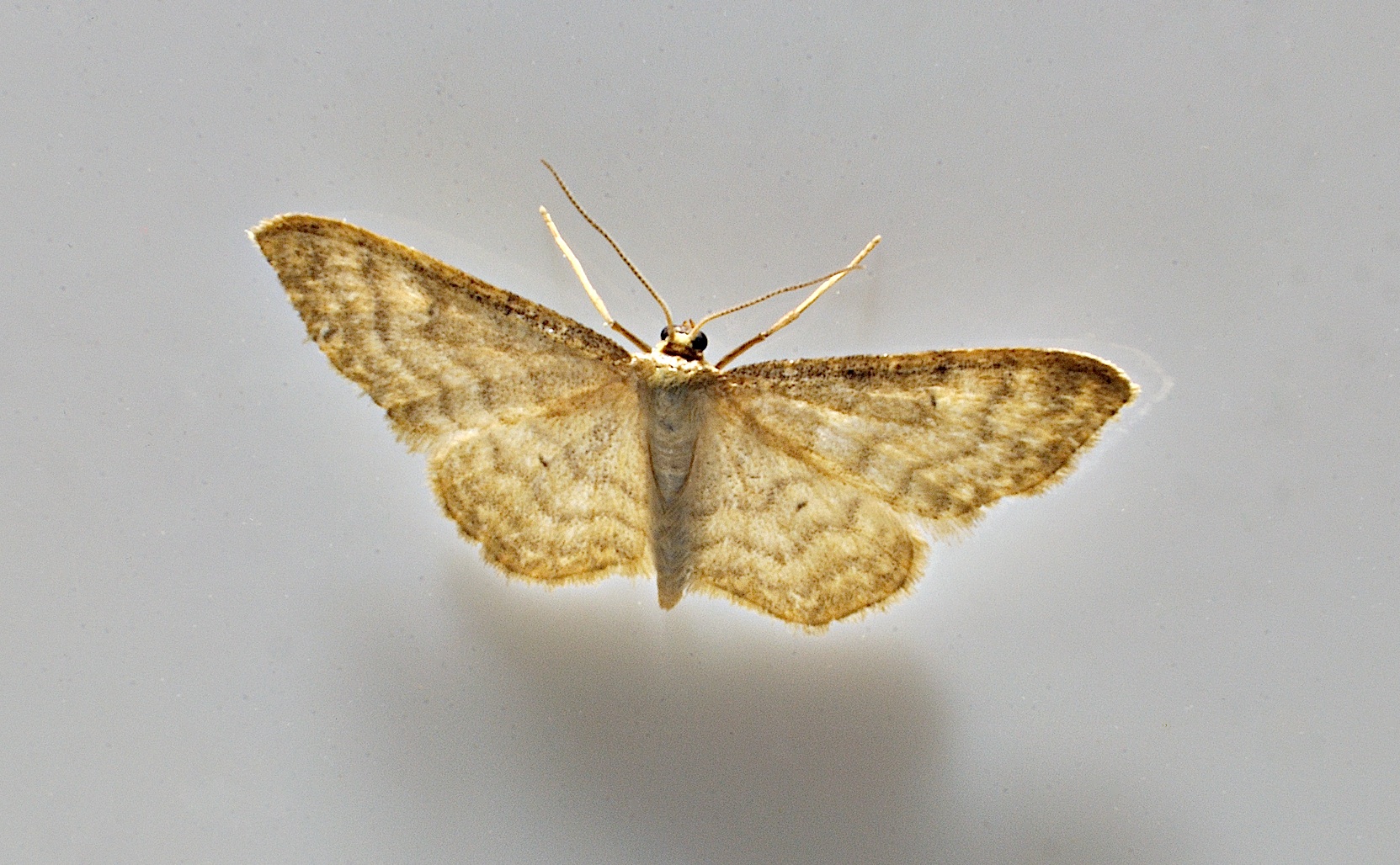 photo A037410, © Adriaan van Os, Corsavy 11-06-2017, altitude 800 m, Idaea fuscovenosa