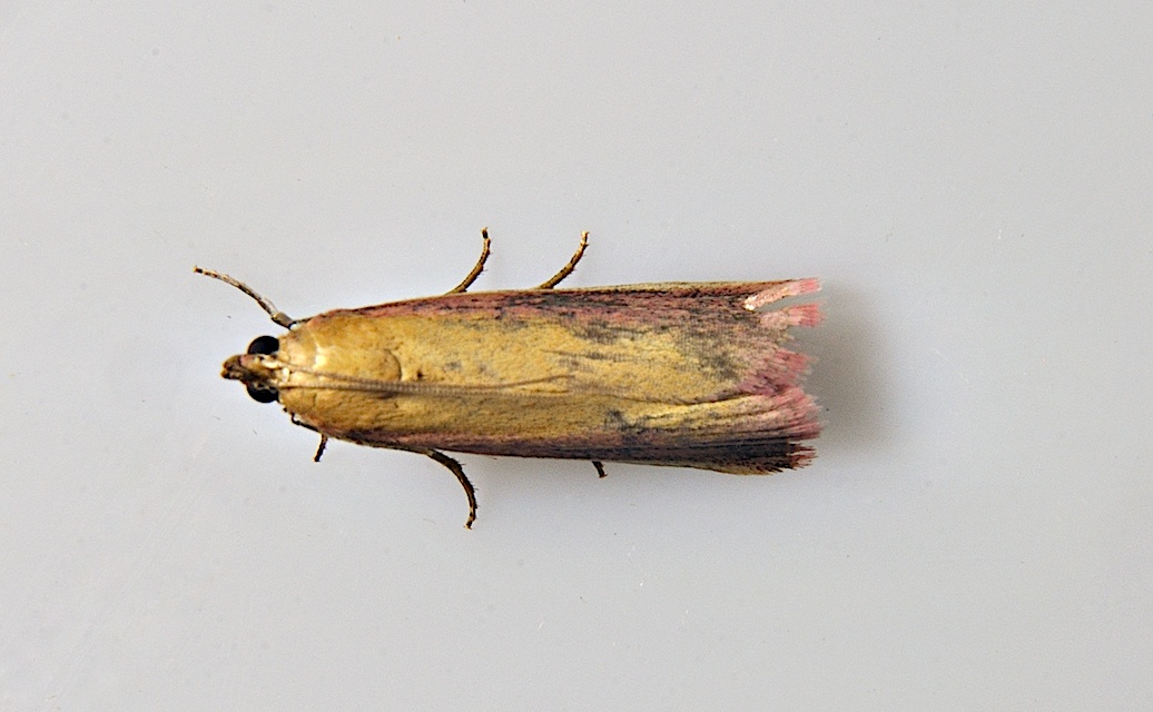 foto A037497, © Adriaan van Os, Corsavy 12-06-2017, altitud 800 m, Oncocera semirubella