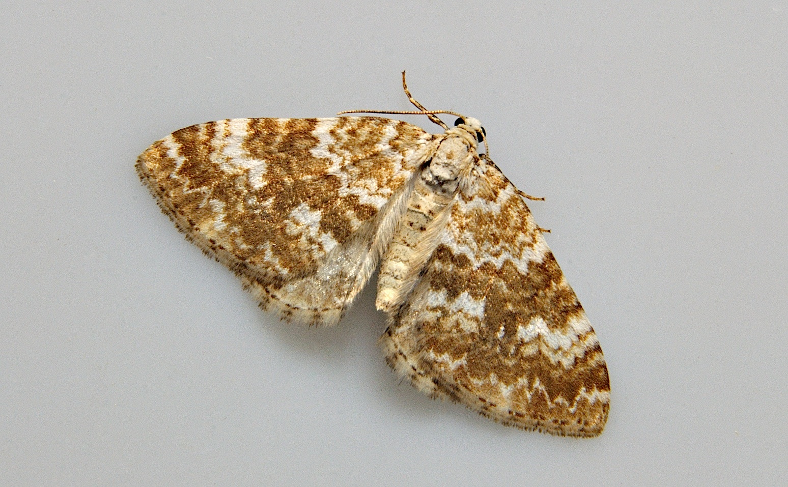 photo A037515, © Adriaan van Os, Corsavy 12-06-2017, altitudo 800 m, Perizoma flavofasciata