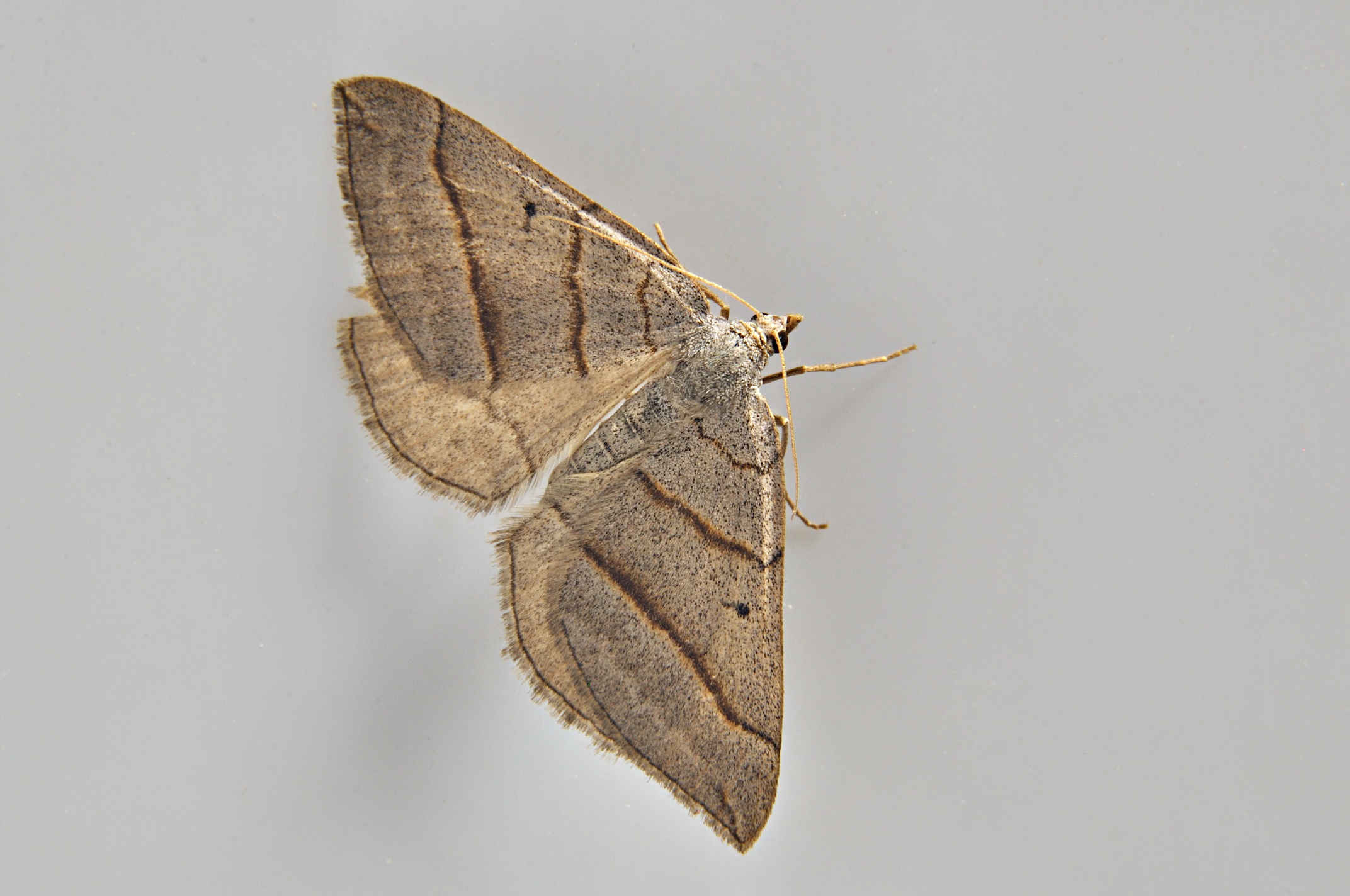 photo A037565, © Adriaan van Os, 52 x 34 (�1) mm, Corsavy 12-06-2017, altitude 800 m, Scotopteryx mucronata