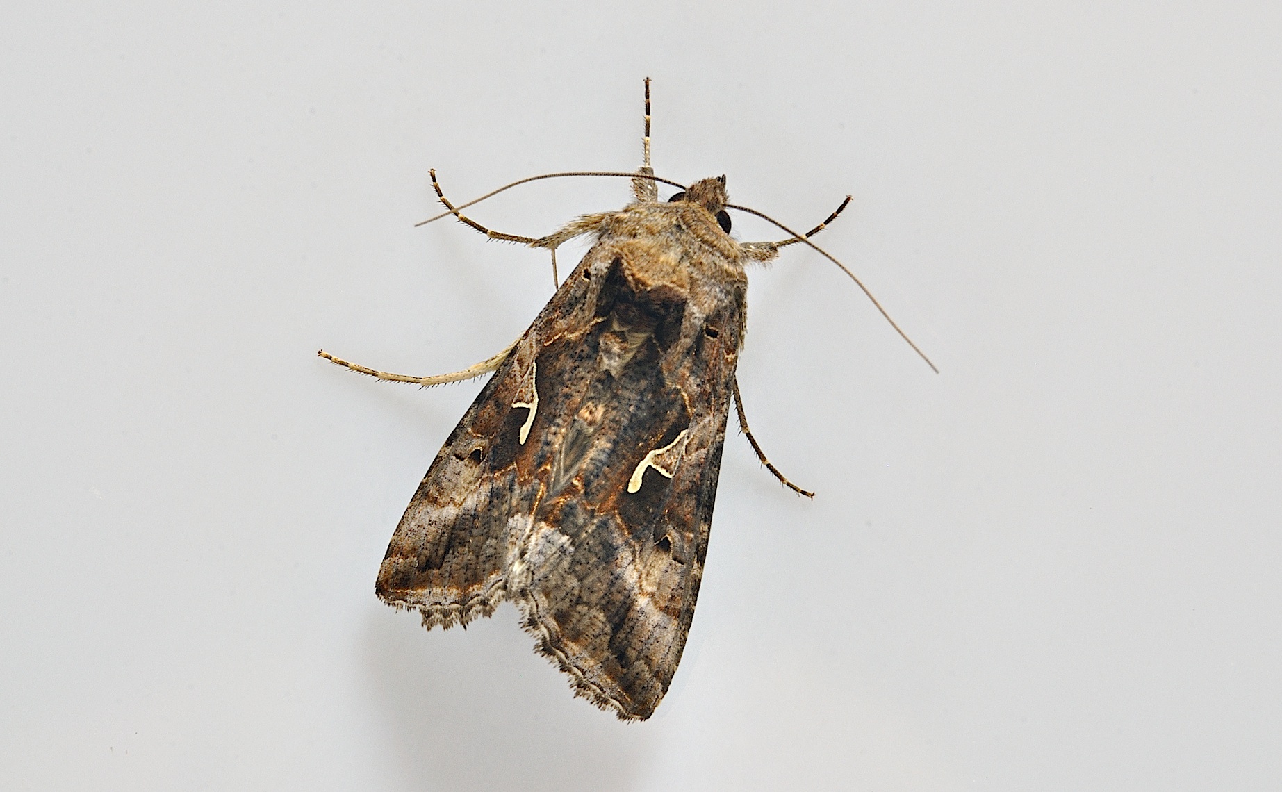 foto A037593, © Adriaan van Os, Corsavy 12-06-2017, altitud 800 m, Autographa gamma