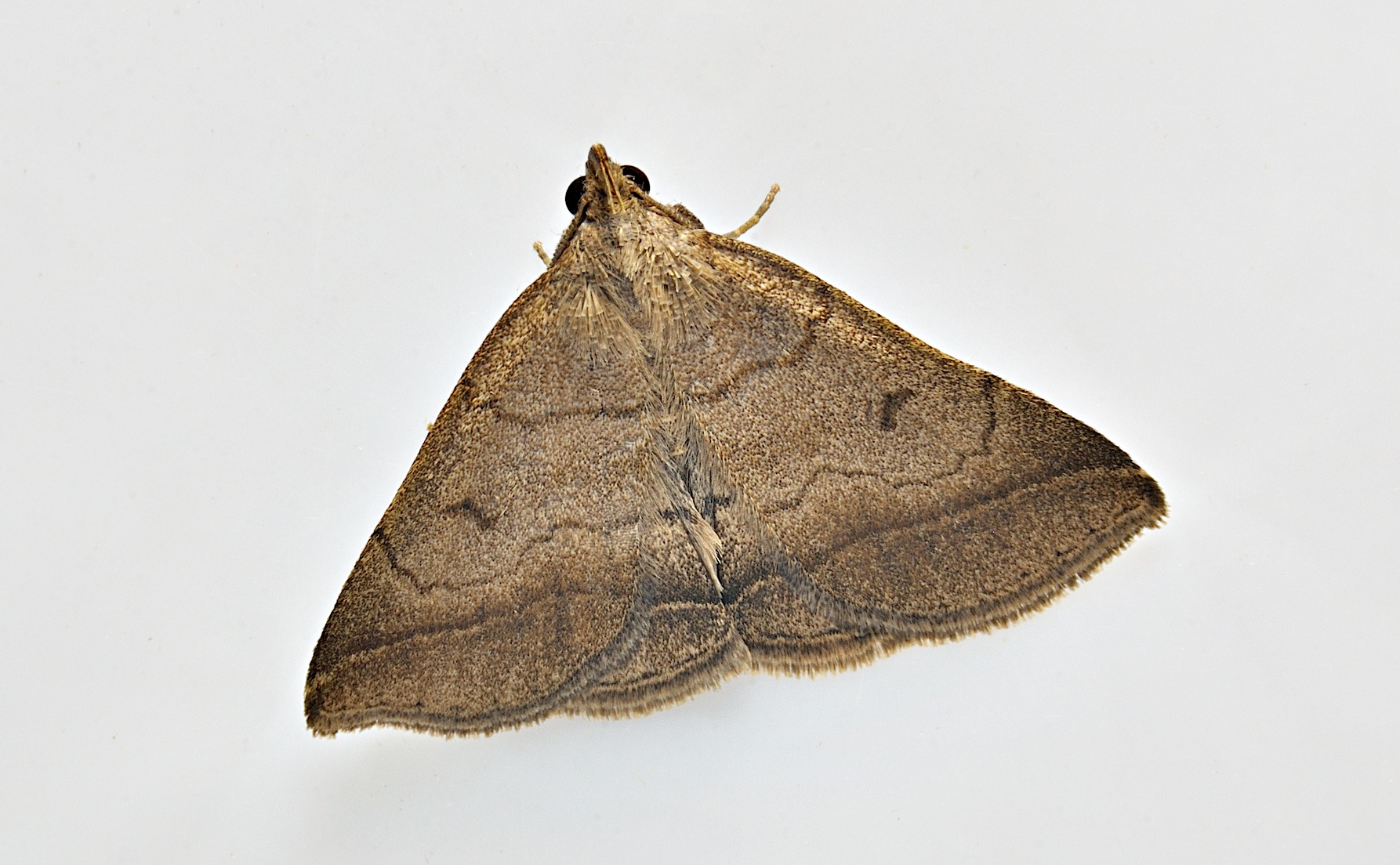 photo A037718, © Adriaan van Os, Corsavy 12-06-2017, altitudo 800 m, Zanclognatha lunalis