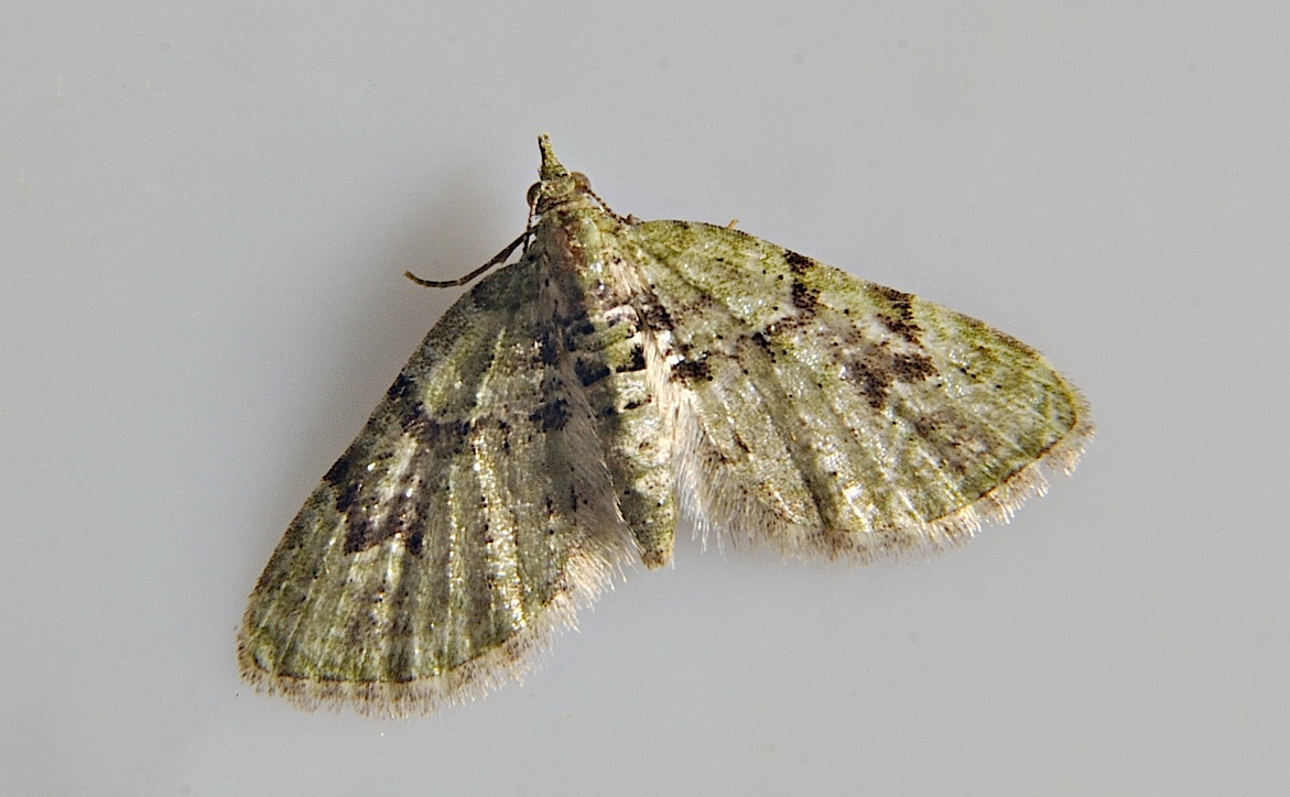 foto A037727, © Adriaan van Os, Corsavy 13-06-2017, altitud 800 m, Chloroclystis v-ata