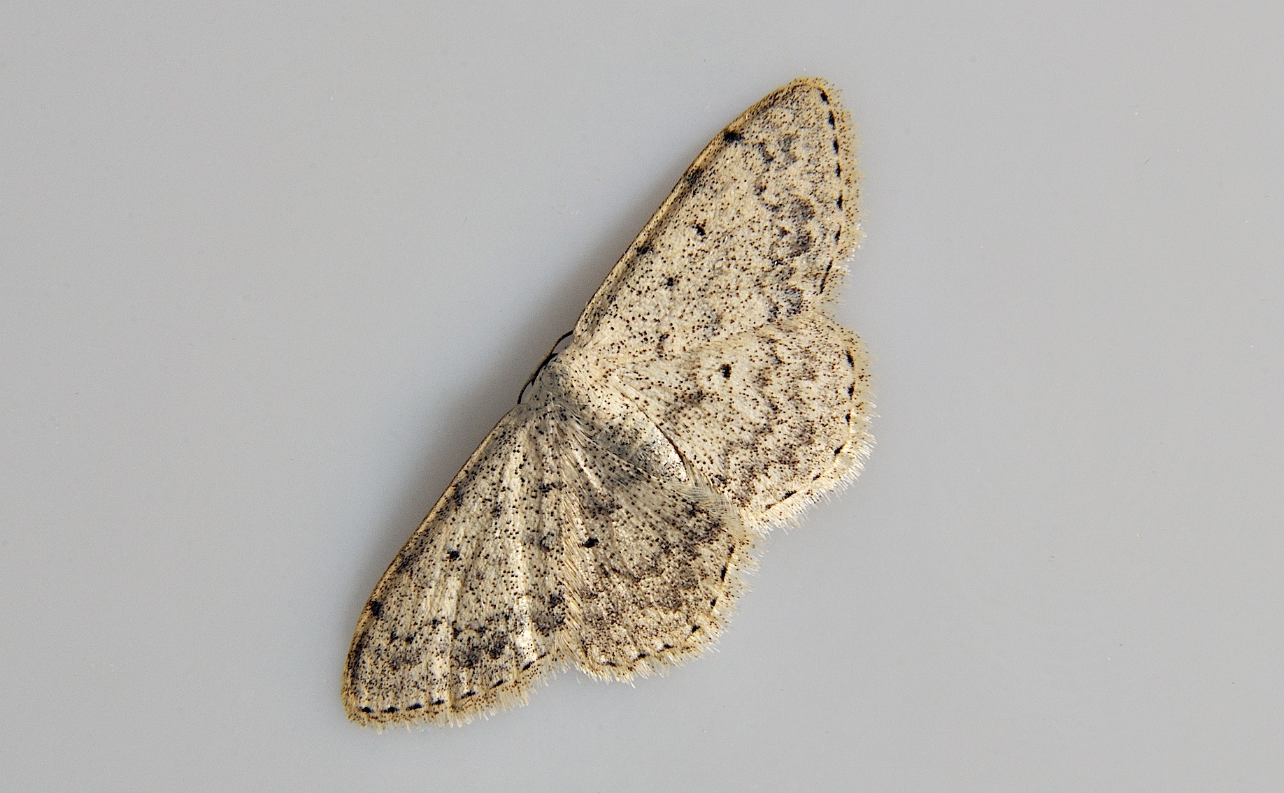 Foto A037781, © Adriaan van Os, Corsavy 13-06-2017, H�he 800 m, Scopula marginepunctata