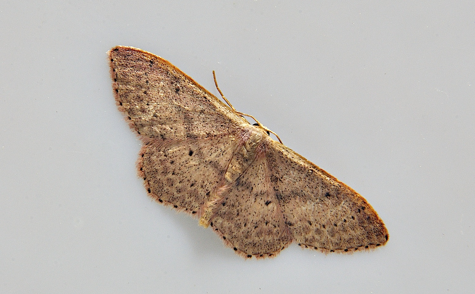 foto A037860, © Adriaan van Os, Corsavy 13-06-2017, altitud 800 m, Idaea predotaria